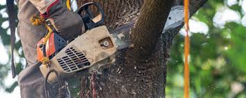 How Our Tree Care Process Works  in  Milford Square, PA